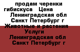 продам черенки гибискуса › Цена ­ 200-500 - Ленинградская обл., Санкт-Петербург г. Животные и растения » Услуги   . Ленинградская обл.,Санкт-Петербург г.